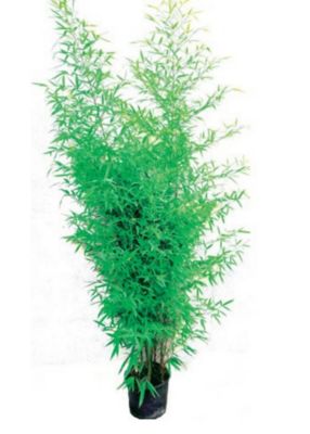Bambou AUREA en pot de 26 cm de diamètre