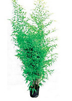 Bambou Auréa