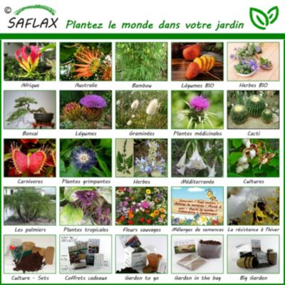 Bambou Géant épineux - 50 Graines - Dendrocalamus Arundinacea