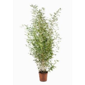 Bambou haut Phyllostachys Aurea avec pot 9L
