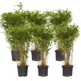 Bambou non-traçant - Set de 6 - Fargesia nitida Gansu - H50-70cm - Pot 17cm