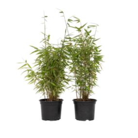 Bambou non-traçant - Set de 6 - Fargesia nitida Red Dragon - H60-80cm - Pot 17cm