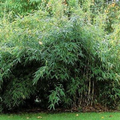 Bambou parapluie 'Jumbo' - Fargesia murieliae 'Jumbo'  - 50- 60 cm pot