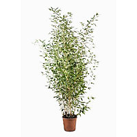 Bambou Phyllostachys Aurea 9L