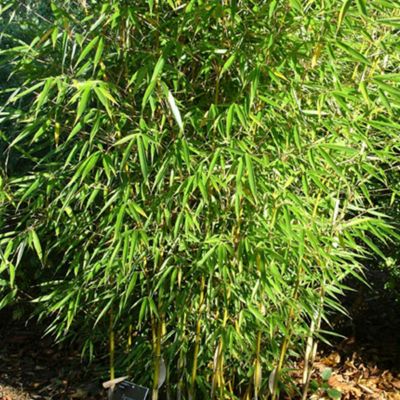 Bambou robusta - Fargesia robusta  - 60- 80 cm pot
