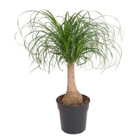 Beaucarnea recurvata - Tige robuste - Pot 21cm - Hauteur 60-70cm