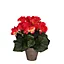 Begonia rose foncé artficiel ø20 x h.25 cm en pot Stan gris ø9 cm