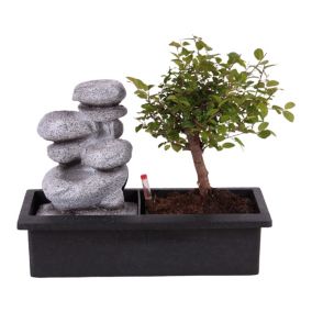 Bonsaï avec système d'eau - Pierres zen - Plante d'intérieur - Hauteur 25-35cm