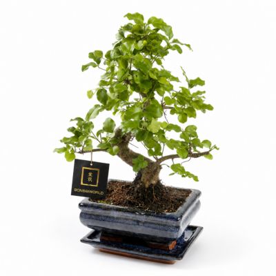 Bonsaï Forme S environ 8 ans - Carmona ou Zelkova - Pot en céramique