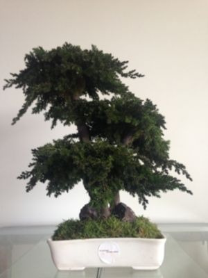 Bonsaï procumbens naturel stabilisé - Arbre Stabilisé - Plante d'Intérieur - 50 cm