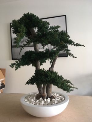 Bonsaï procumbens naturel stabilisé - Arbre Stabilisé - Plante d'Intérieur - 70 cm