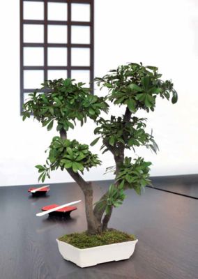 Bonsaï tobira  naturel stabilisé -  Arbre Stabilisé - Plante d'Intérieur - 50 cm