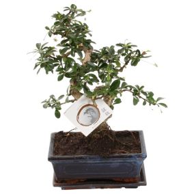 Bonsai 'Carmona' - En forme de S - Hauteur 20-30cm - Taille du pot 20cm