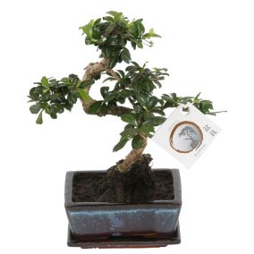 Bonsai 'Carmona' - En forme de S - Largeur 15cm - Hauteur 20-25cm