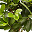 Bonsaï Ficus Ginseng 17cm