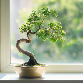 Bonsai Zelkova - En forme de S - Hauteur 20-30cm - Pot 20cm