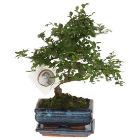 Bonsai 'Zelkova' - En forme de S - Hauteur 20-30cm - Taille du pot 15cm