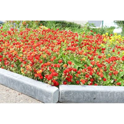 Bordure Ardoise Patinée XL 50 cm - Pack 6 pièces - 3 mètres