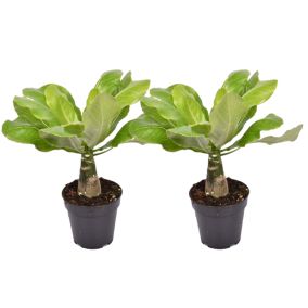 Brighamia Insignis - Set de 2 - Palmier hawaïen - Pot 12cm - Hauteur 25-35cm