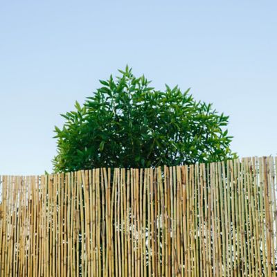 Brise-vue naturel bambou 500 x h.200 cm | Castorama