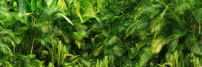 Brise vue Trompe l'oeil - 90x270 cm - Jungle 3617689697147