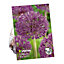 Bulbe d'Allium Purple sentation (x 8)