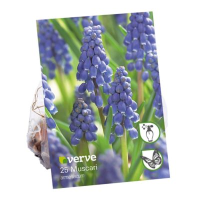 Bulbe de Muscari armeniacum (x 25)