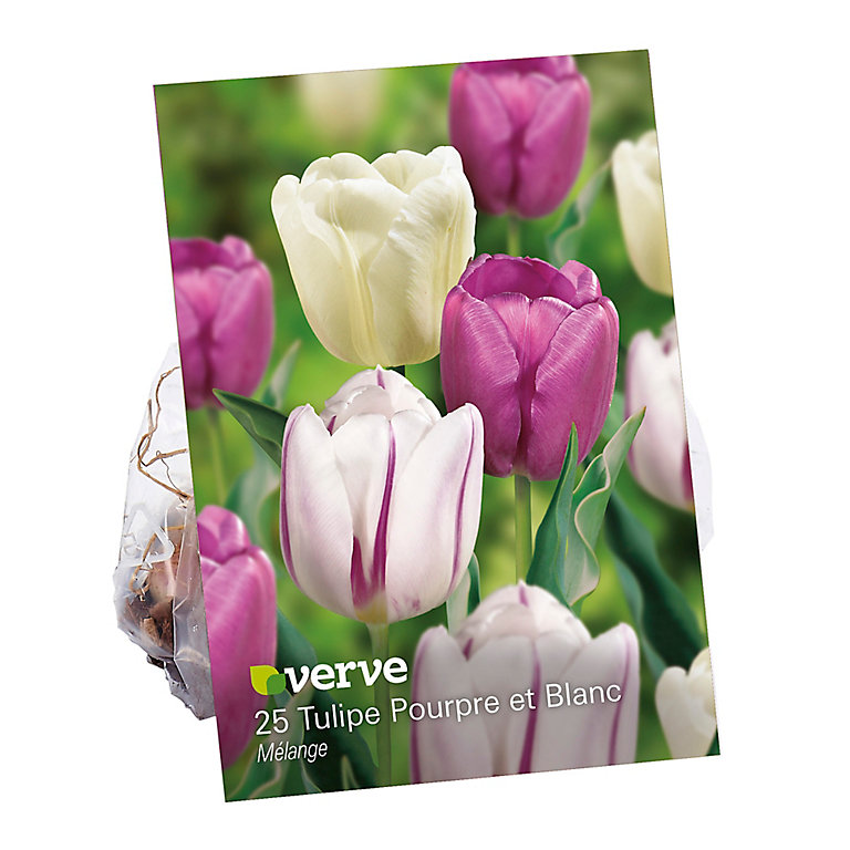 Bulbe de Tulipe 3 variétés (x 25) | Castorama