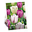 Bulbe de Tulipe 3 variétés (x 25)