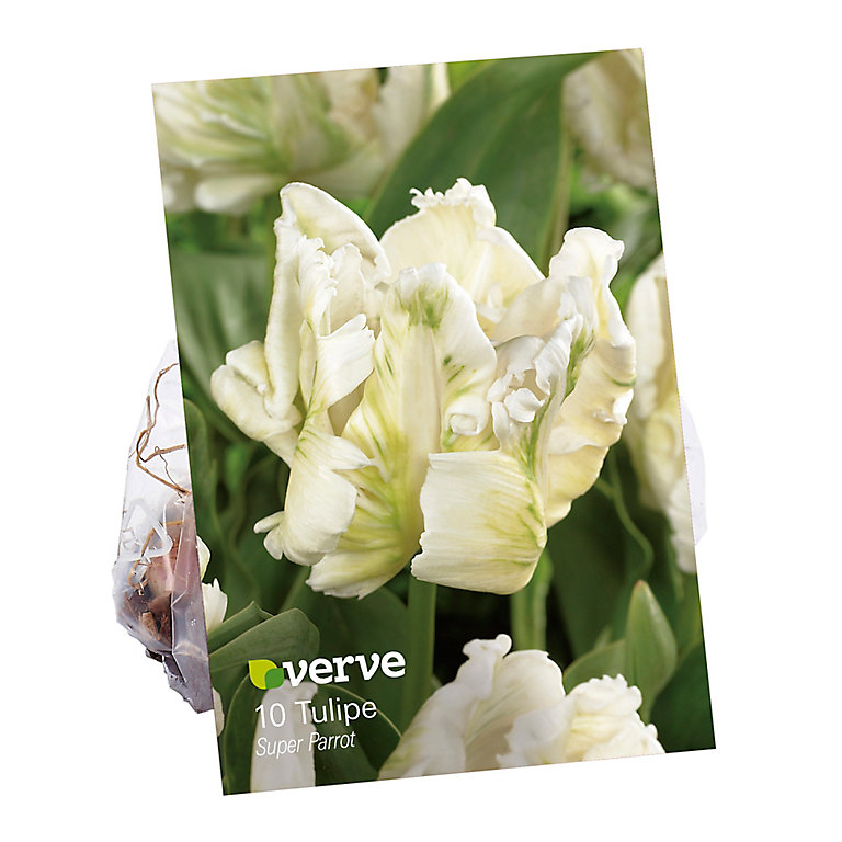 Bulbe de Tulipe blanche (x 10) | Castorama