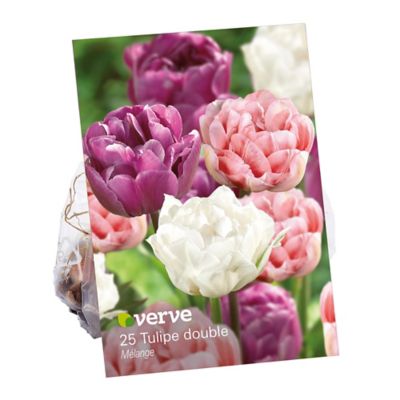 25 bulbes de tulipes Gudoshnik Double - Tulipes - Bulbes de fleurs - Bulbes  - Tulipe - | bol