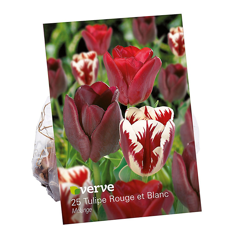 Bulbe de Tulipe rouge et blanc (x 25) | Castorama