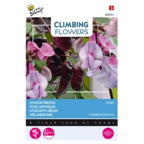 Buzzy Climbing Flowers, Dolichos lablab Violet - Ca. 3 gr