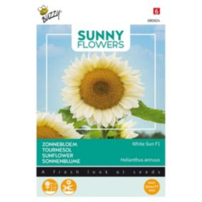Buzzy Sunny Flowers, Tournesol White Sun F1 - Ca. 6 graines