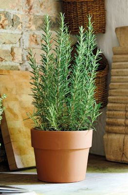 Cache pot rond terre cuite Perfetto Cotto ø13 x h.11,6 cm