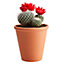 Cactus à fleurs, assortiment