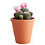 Cactus à fleurs, assortiment