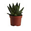 Cactus Aloe nain en pot de 12 cm, H.5 à 12 cm
