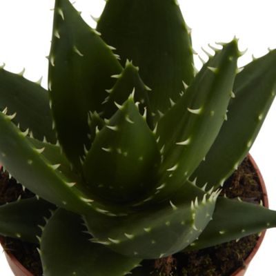 Cactus Aloe nain en pot de 12 cm, H.5 à 12 cm