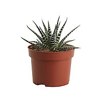 Cactus Big Band en pot de 10,5 cm, H.5 à 10 cm