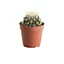 Cactus "coussin de belle-mère" 12 cm