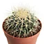 Cactus "coussin de belle-mère" 12 cm
