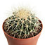 Cactus "coussin de belle-mère" 12cm