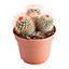 Cactus d'intérieur mammillaire à fleurs 12 cm
