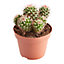 Cactus d'intérieur mammillaire à fleurs 12 cm