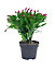 Cactus de Noël en pot de 12cm, H.10 à 20 cm