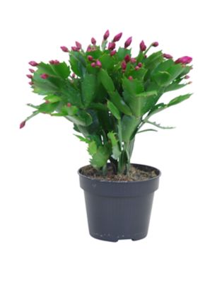 Cactus de Noël: Pot Ø9cm - Coloris variables