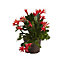 Cactus de Pâques rose en pot de 12 cm