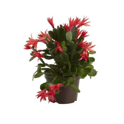dracaena curry Dracaena kanzi