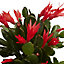 Cactus de Pâques rose en pot de 12 cm